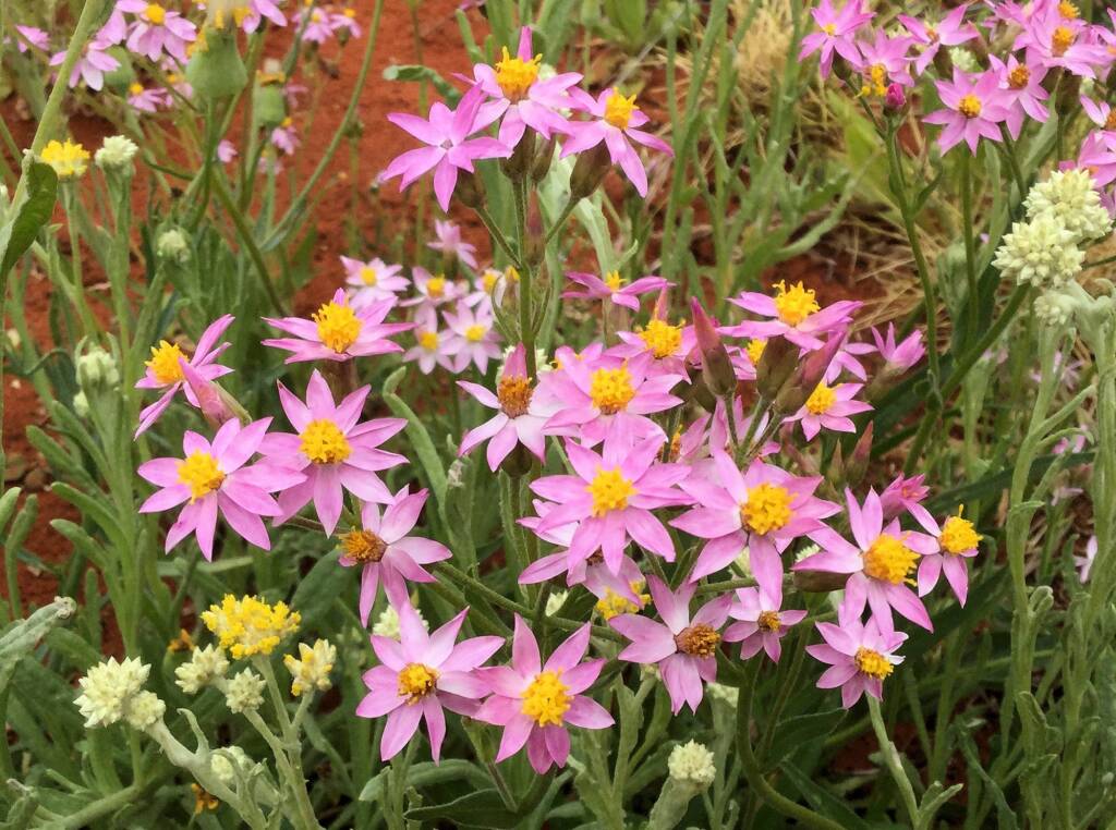 Pink Everlasting (Schoenia cassiniana), Alice Springs Desert Park