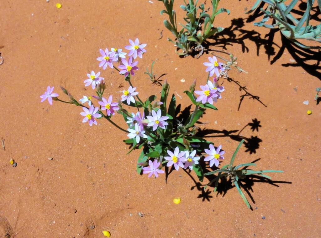 Pink Everlasting (Schoenia cassiniana), Alice Springs Desert Park