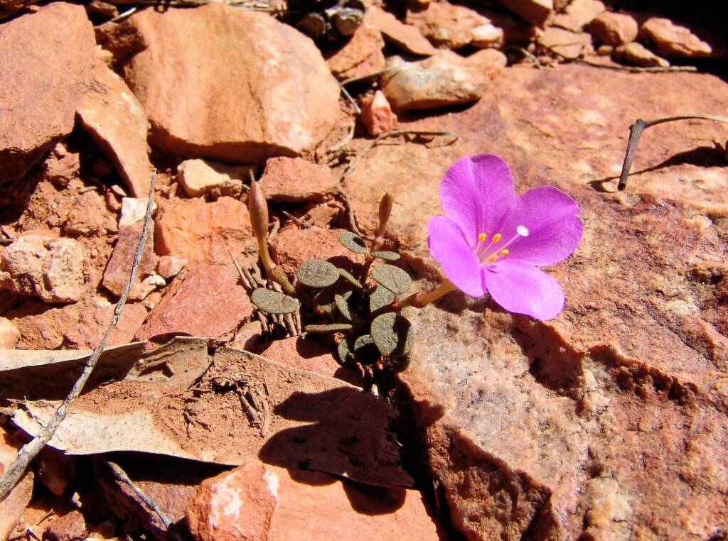 Pink Rock Wort (Sedopsis filsonii)