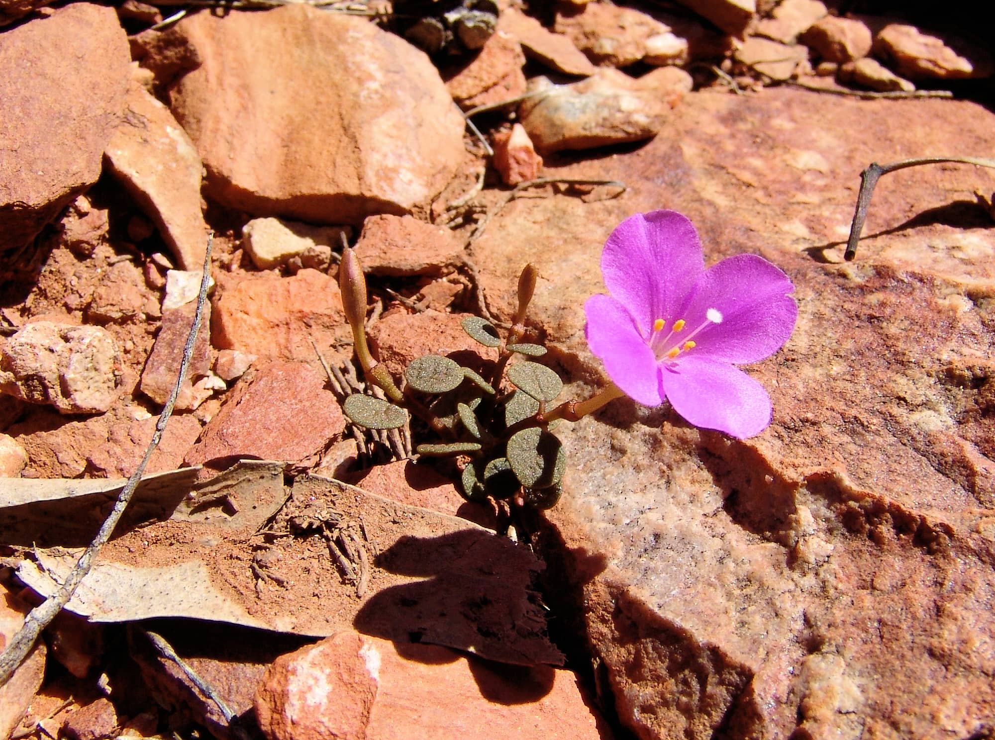 Pink Rock Wort (Sedopsis filsonii)