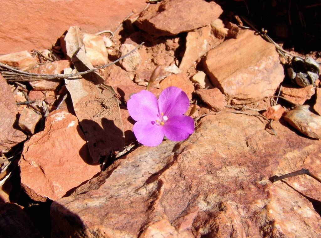 Pink Rock Wort (Sedopsis filsonii)
