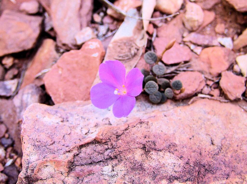Pink Rock Wort (Sedopsis filsonii)