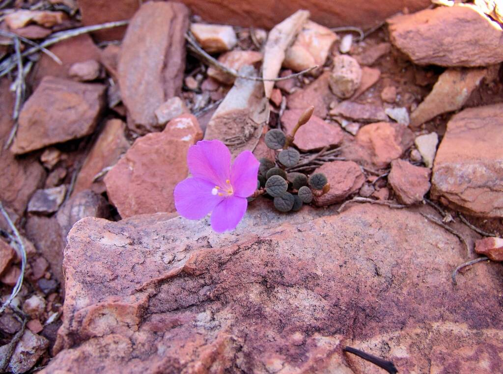 Pink Rock Wort (Sedopsis filsonii)