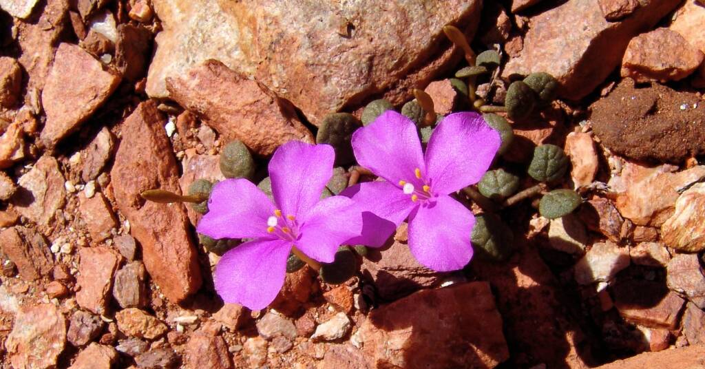 Pink Rock Wort (Sedopsis filsonii)