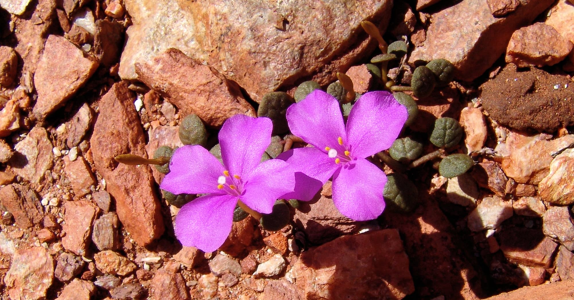 Pink Rock Wort (Sedopsis filsonii)