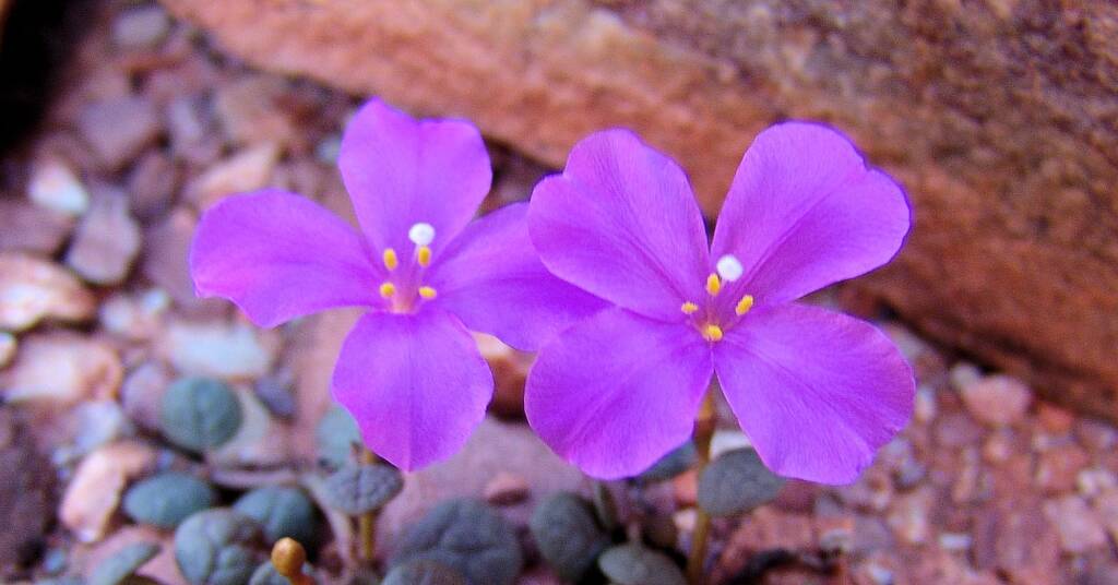 Pink Rock Wort (Sedopsis filsonii)