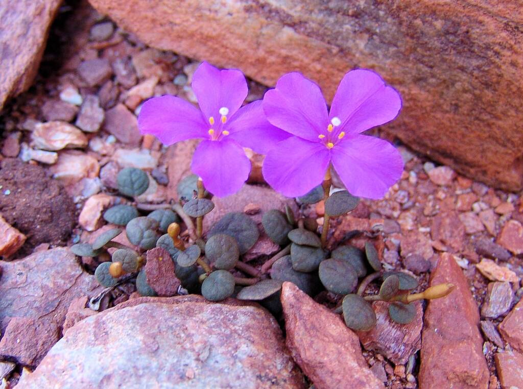 Pink Rock Wort (Sedopsis filsonii)