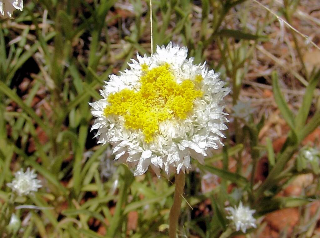 Poached Egg Daisy (Polycalymma stuartii)