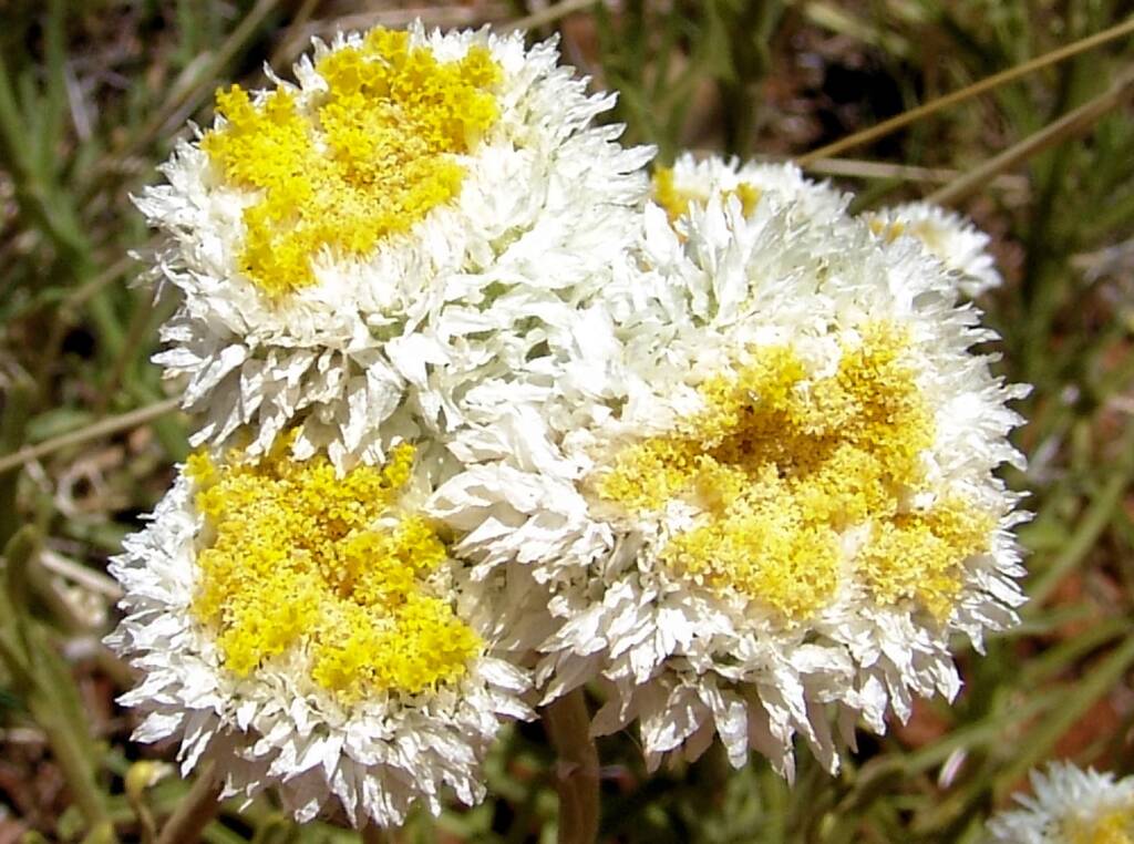 Poached Egg Daisy (Polycalymma stuartii)