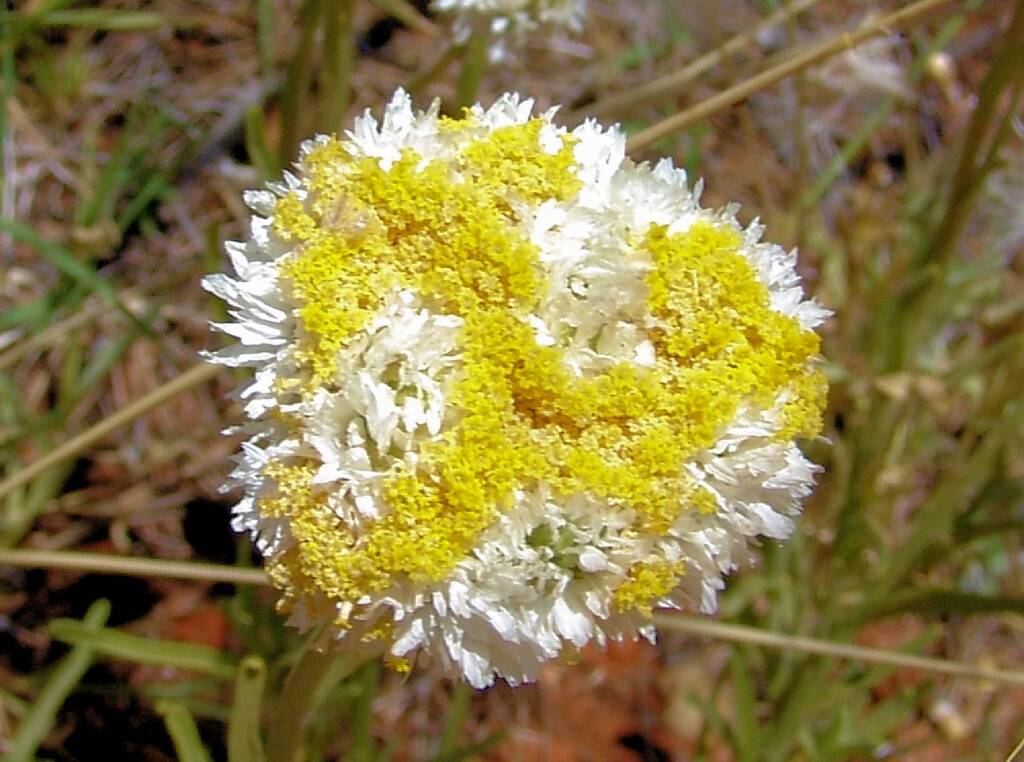 Poached Egg Daisy (Polycalymma stuartii)