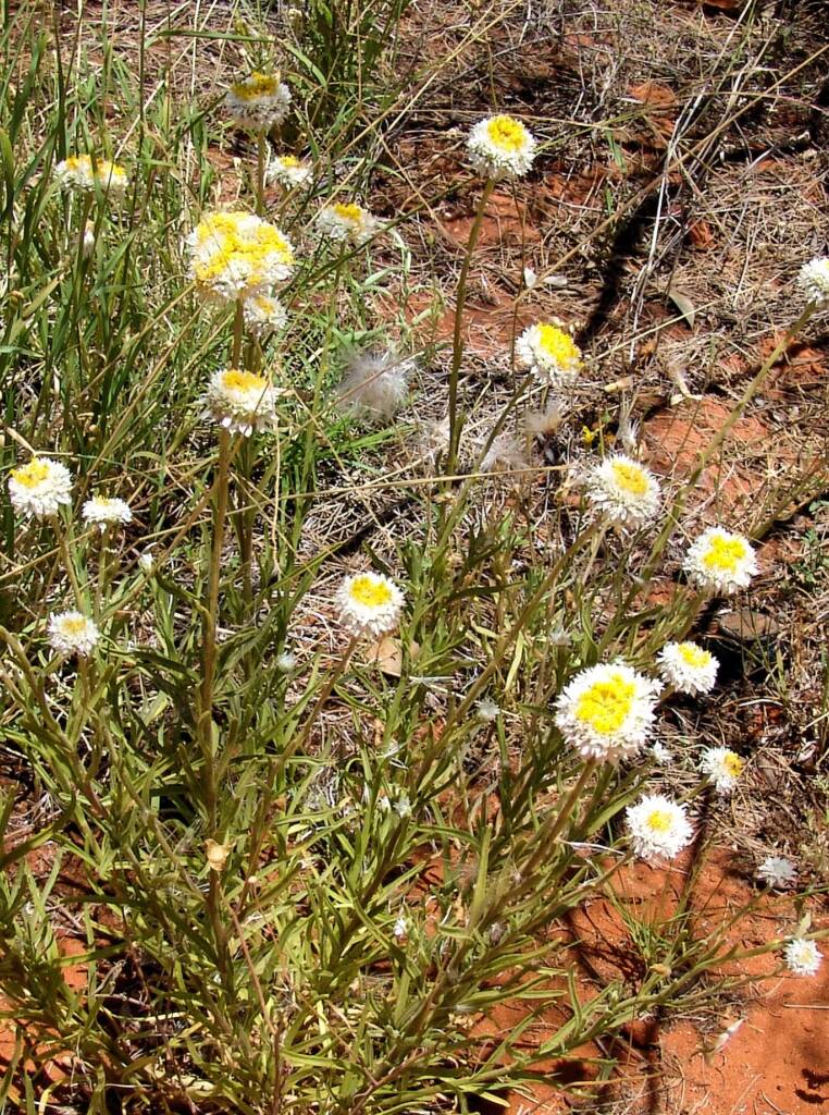 Poached Egg Daisy (Polycalymma stuartii)