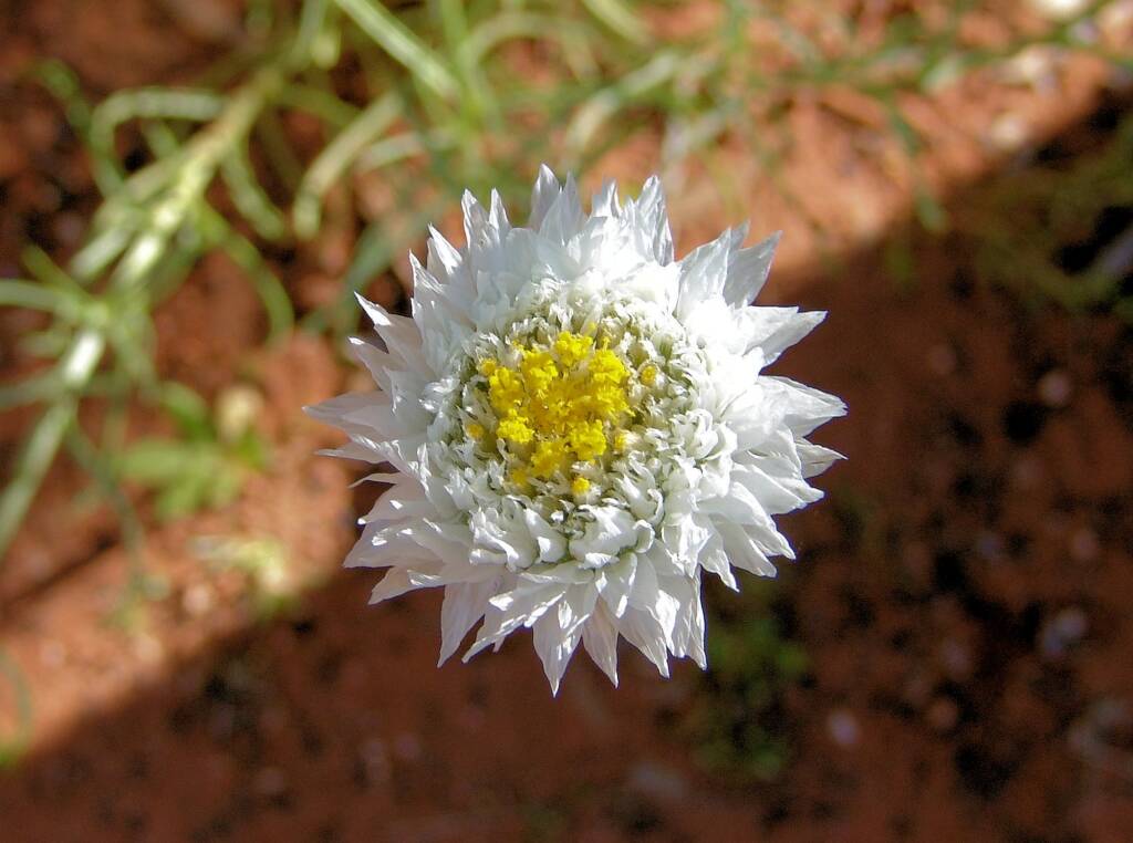 Poached Egg Daisy (Polycalymma stuartii)