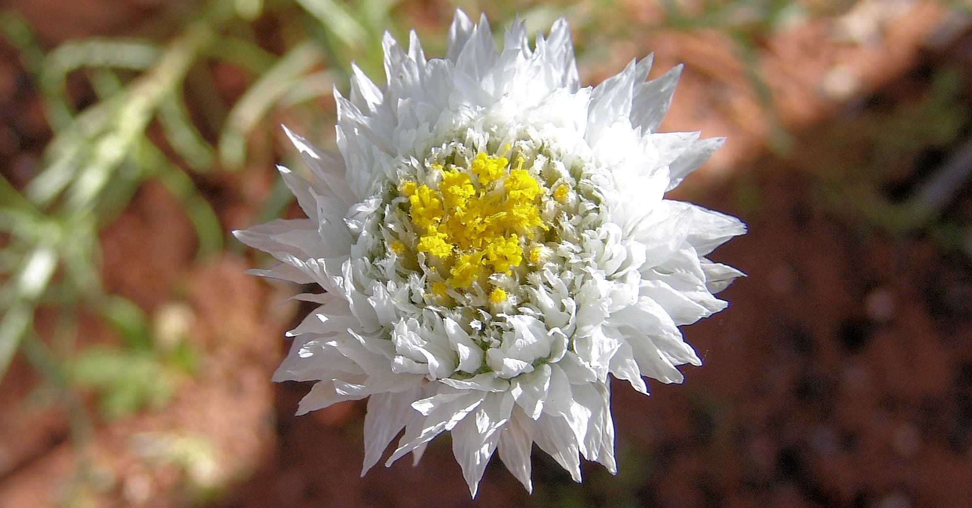 Poached Egg Daisy (Polycalymma stuartii)