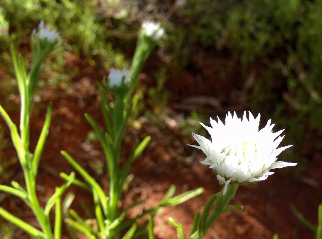 Poached Egg Daisy (Polycalymma stuartii)