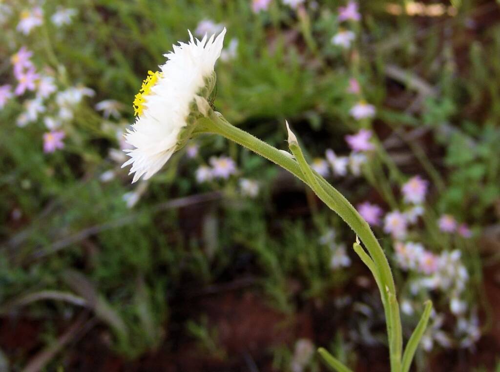 Poached Egg Daisy (Polycalymma stuartii)