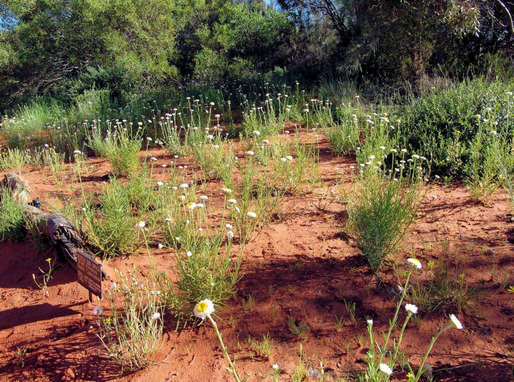 Poached Egg Daisy (Polycalymma stuartii)