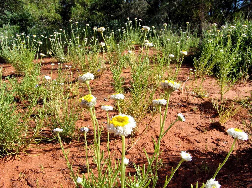 Poached Egg Daisy (Polycalymma stuartii)