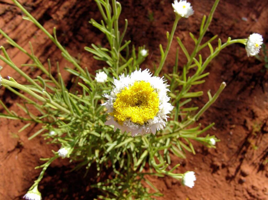 Poached Egg Daisy (Polycalymma stuartii)