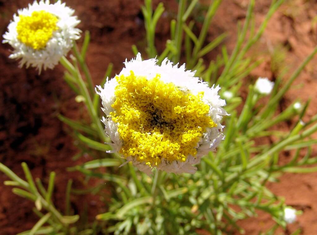 Poached Egg Daisy (Polycalymma stuartii)