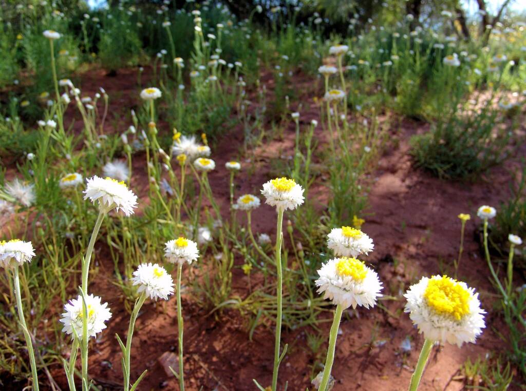 Poached Egg Daisy (Polycalymma stuartii)