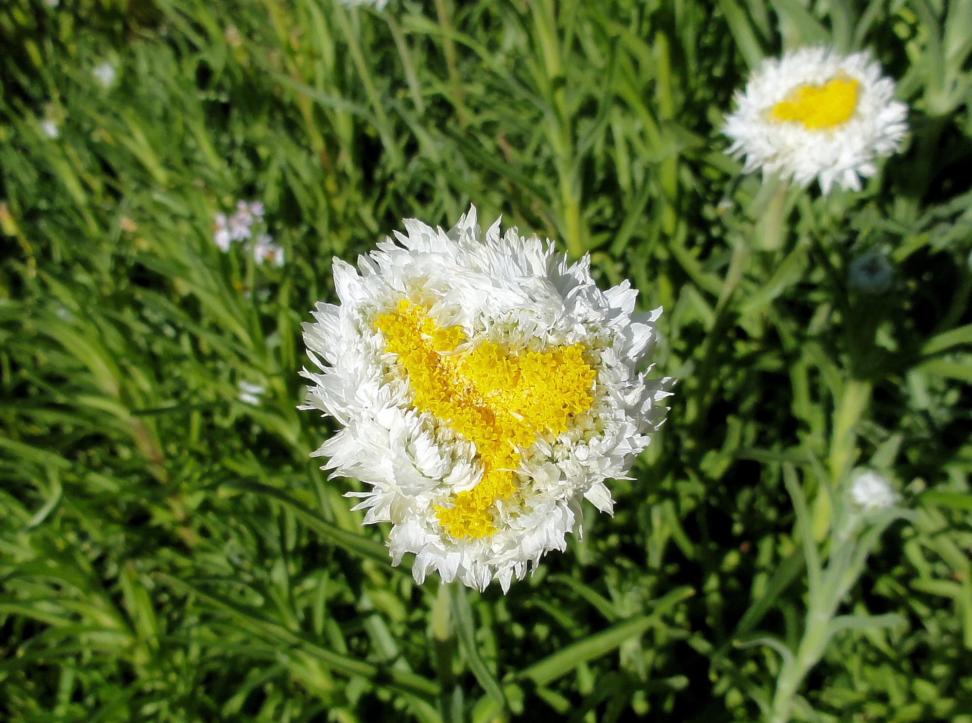 Poached Egg Daisy (Polycalymma stuartii)