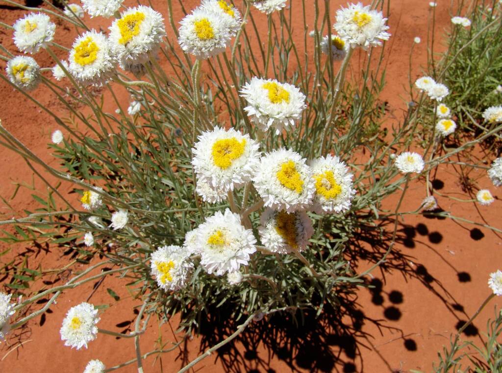 Poached Egg Daisy (Polycalymma stuartii)