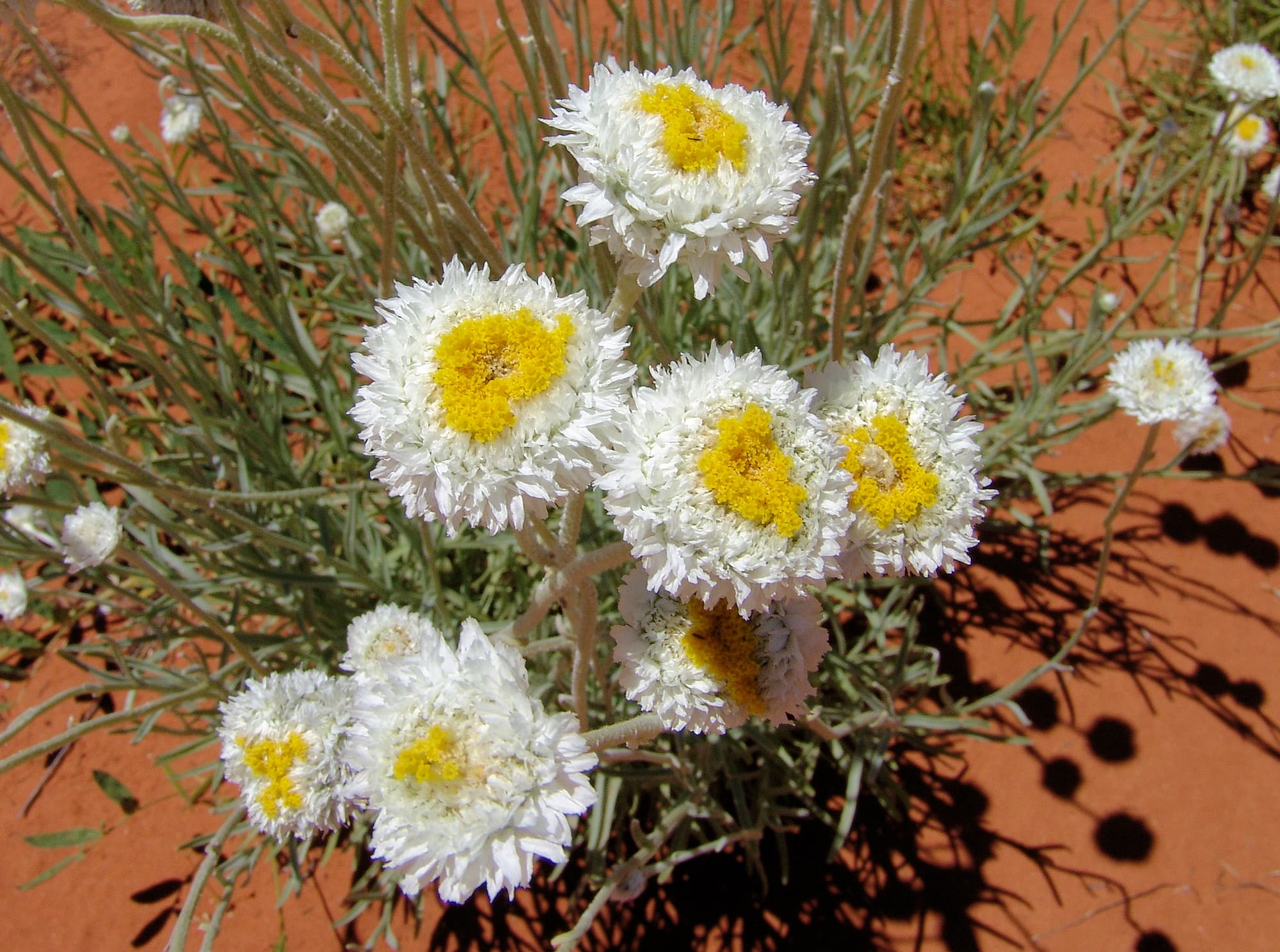 Poached Egg Daisy (Polycalymma stuartii)