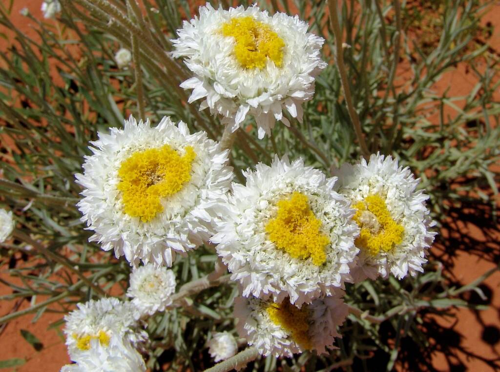Poached Egg Daisy (Polycalymma stuartii)