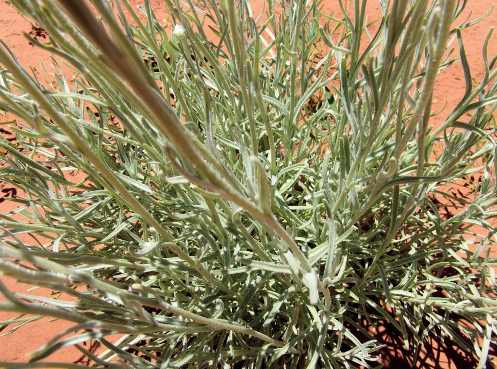 Poached Egg Daisy (Polycalymma stuartii)