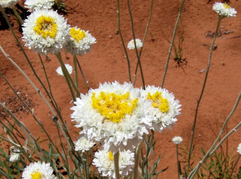 Poached Egg Daisy (Polycalymma stuartii)