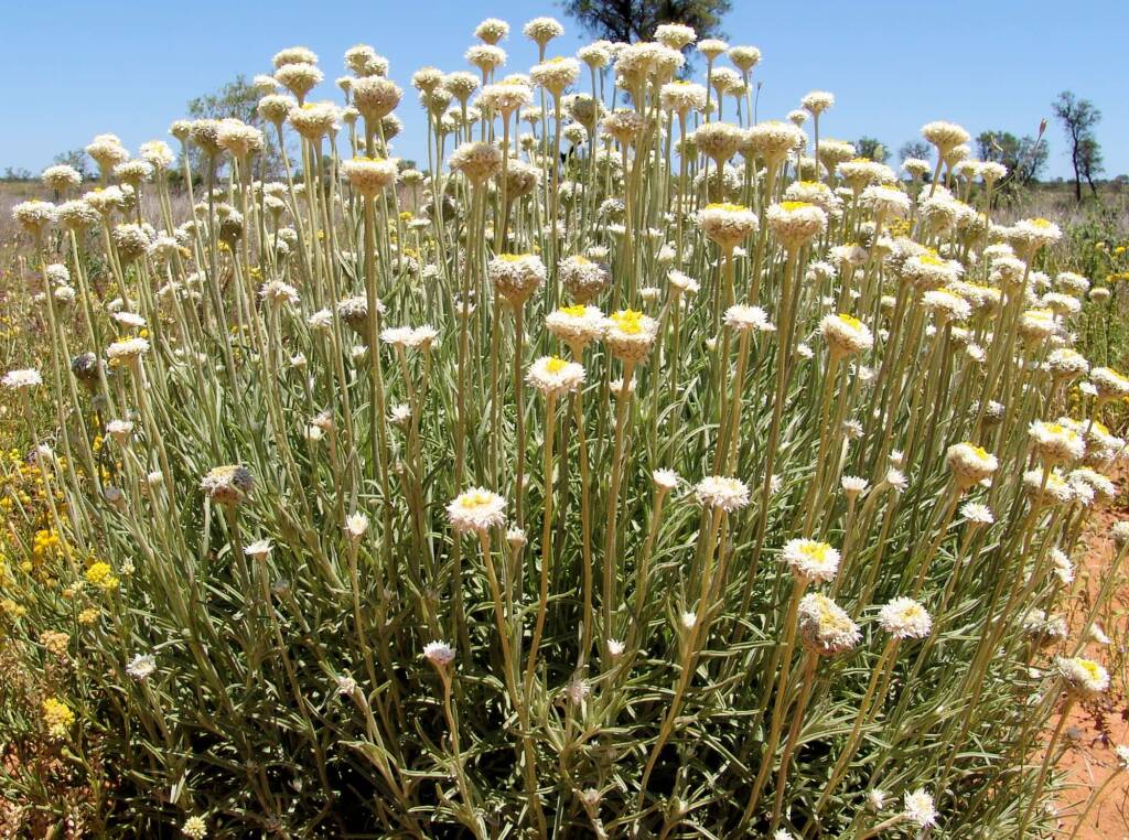 Poached Egg Daisy (Polycalymma stuartii)