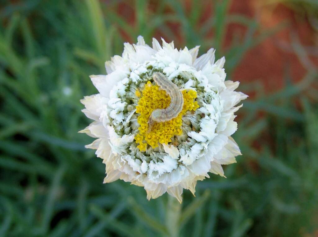 Caterpillar on Poached Egg Daisy (Polycalymma stuartii)