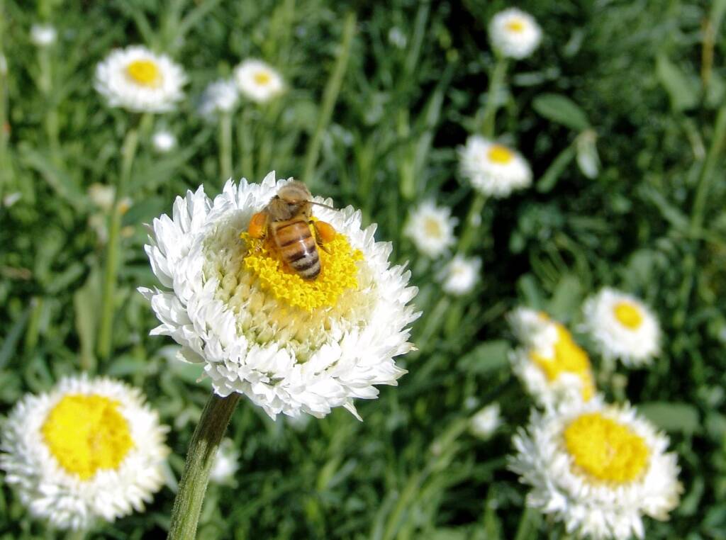 Honey bee on Poached Egg Daisy (Polycalymma stuartii)