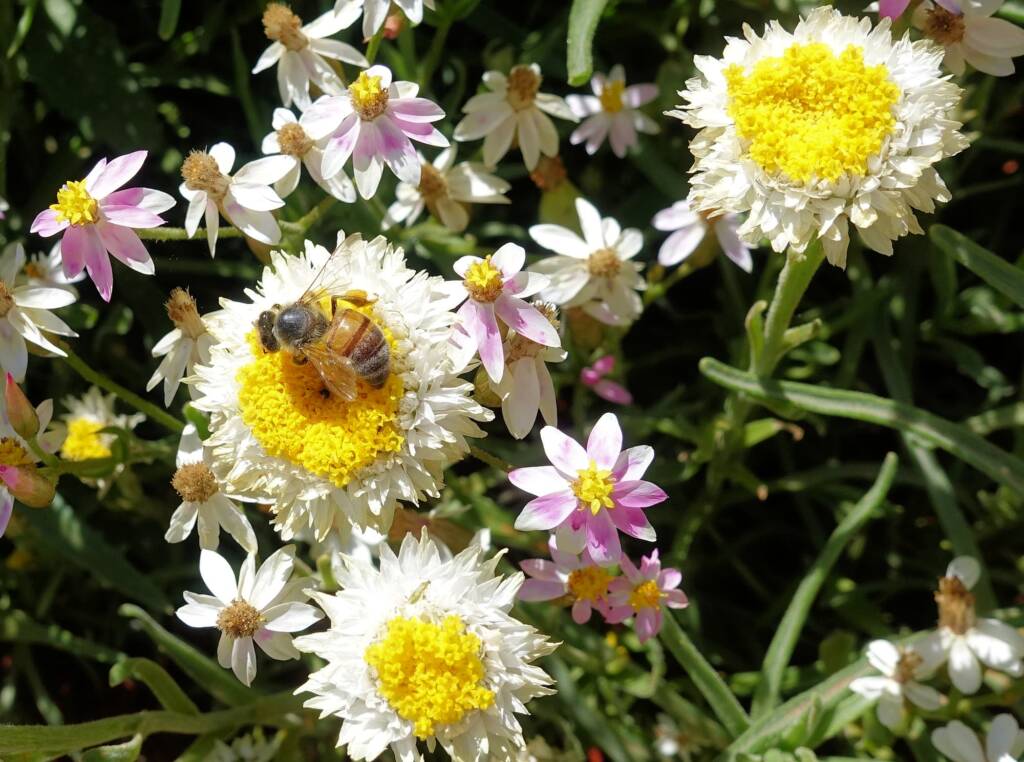 Honey bee on Poached Egg Daisy (Polycalymma stuartii)