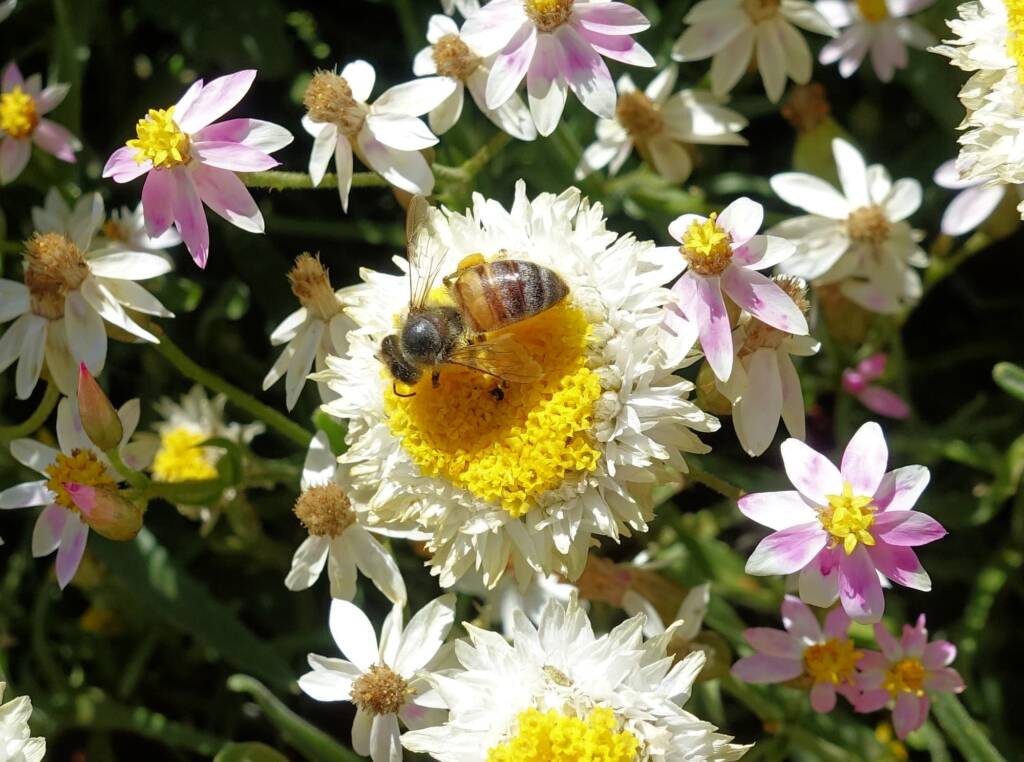 Honey bee on Poached Egg Daisy (Polycalymma stuartii)