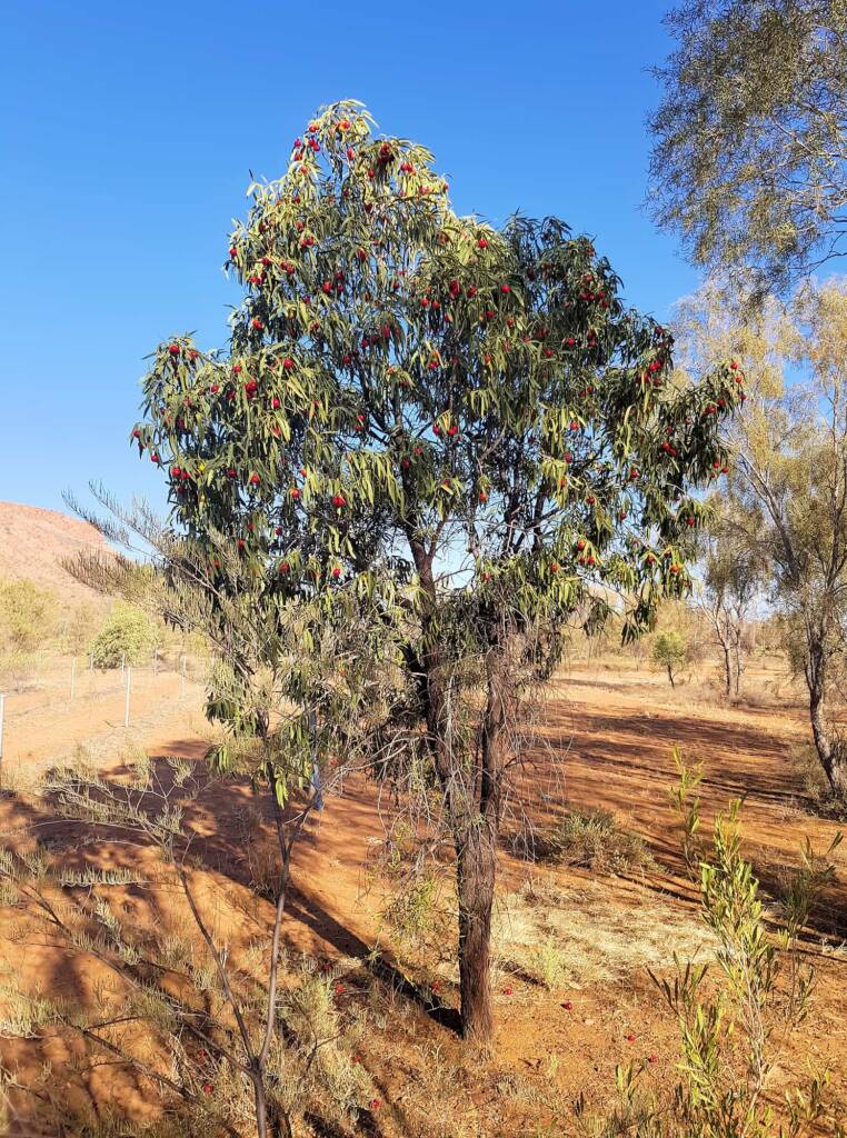 Quandong (Santalum acuminatum), Alice Springs Desert Park
