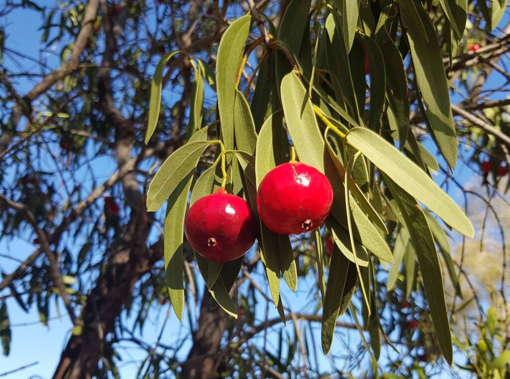 Quandong (Santalum acuminatum), Alice Springs Desert Park