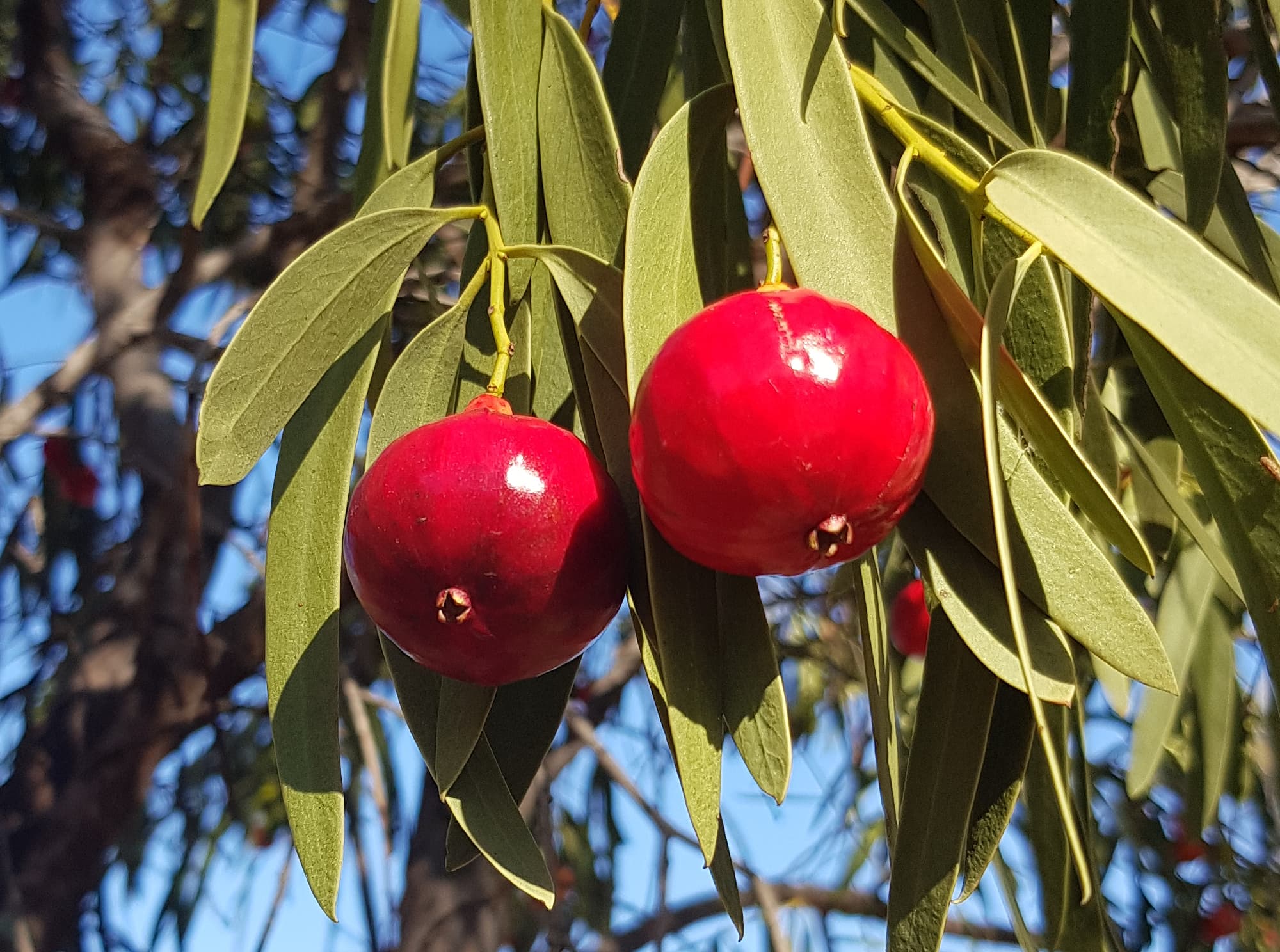 Quandong (Santalum acuminatum), Alice Springs Desert Park