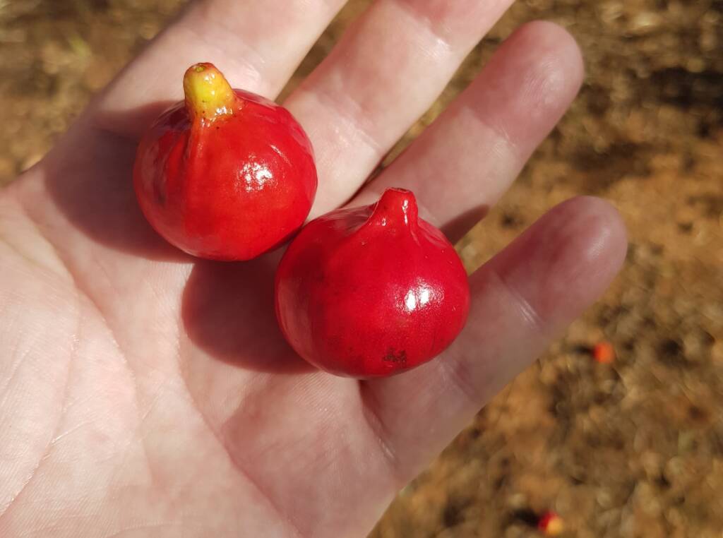 Quandong (Santalum acuminatum), Alice Springs Desert Park