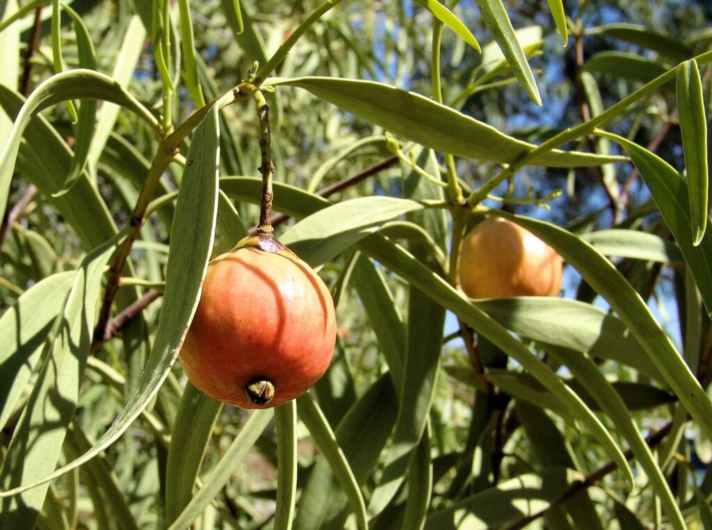 Quandong (Santalum acuminatum)