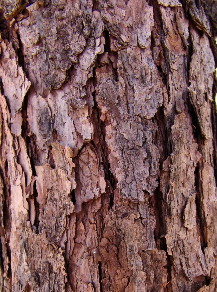 Bark of the Quandong (Santalum acuminatum)