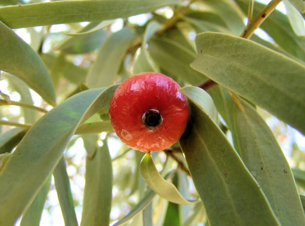 Quandong (Santalum acuminatum)