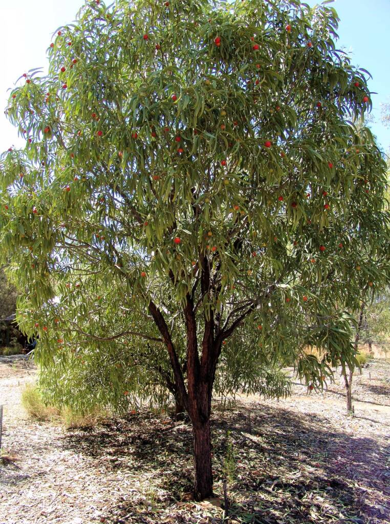 Quandong tree (Santalum acuminatum)