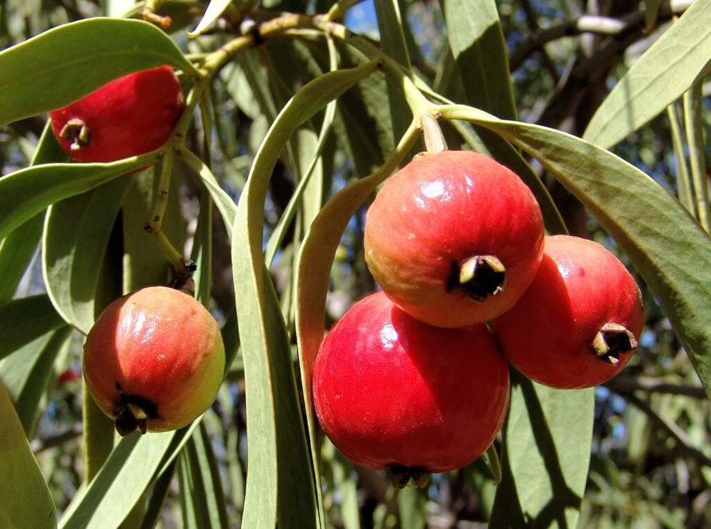 Quandong (Santalum acuminatum)