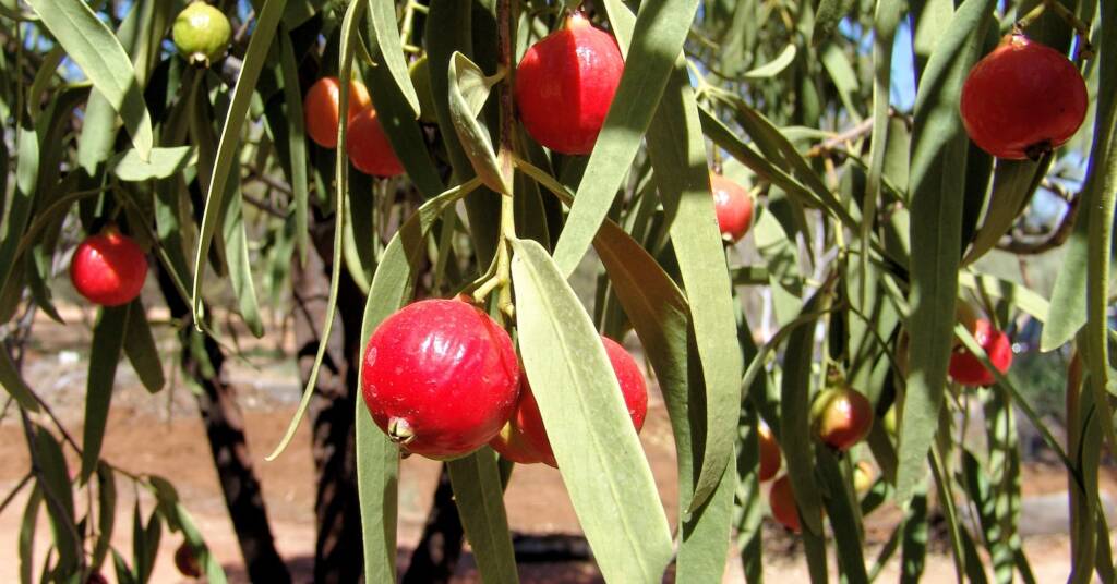 Quandong (Santalum acuminatum)