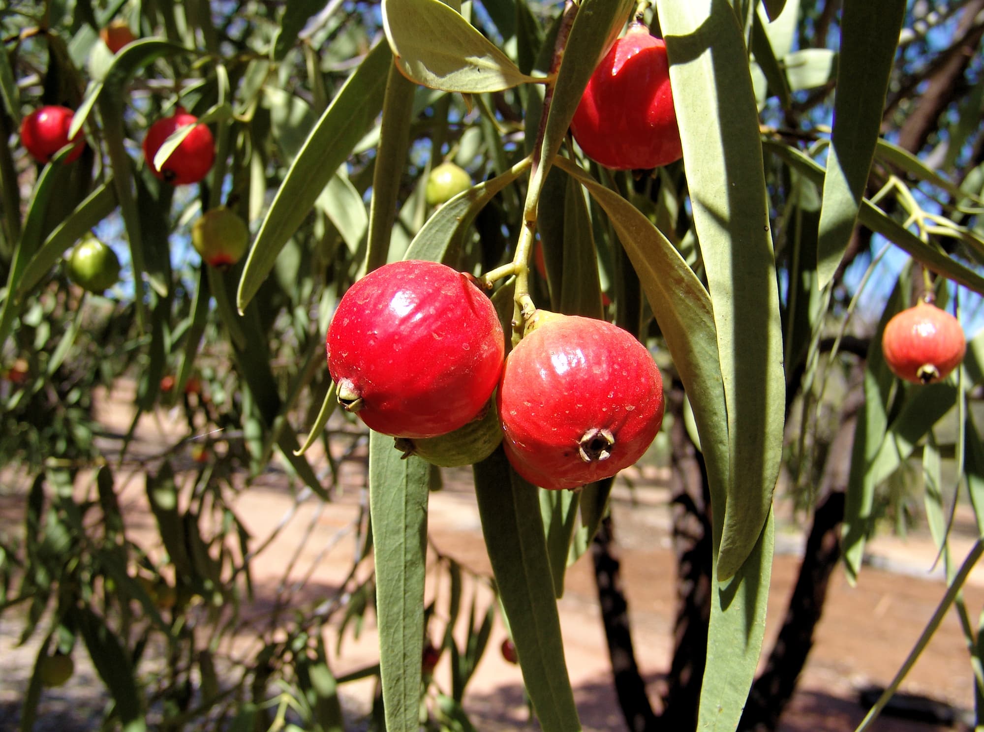 Quandong (Santalum acuminatum)