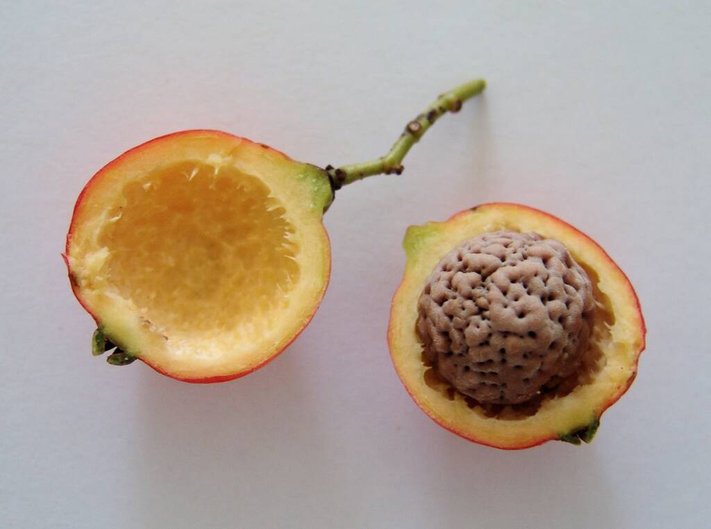 Quandong fruit and seed