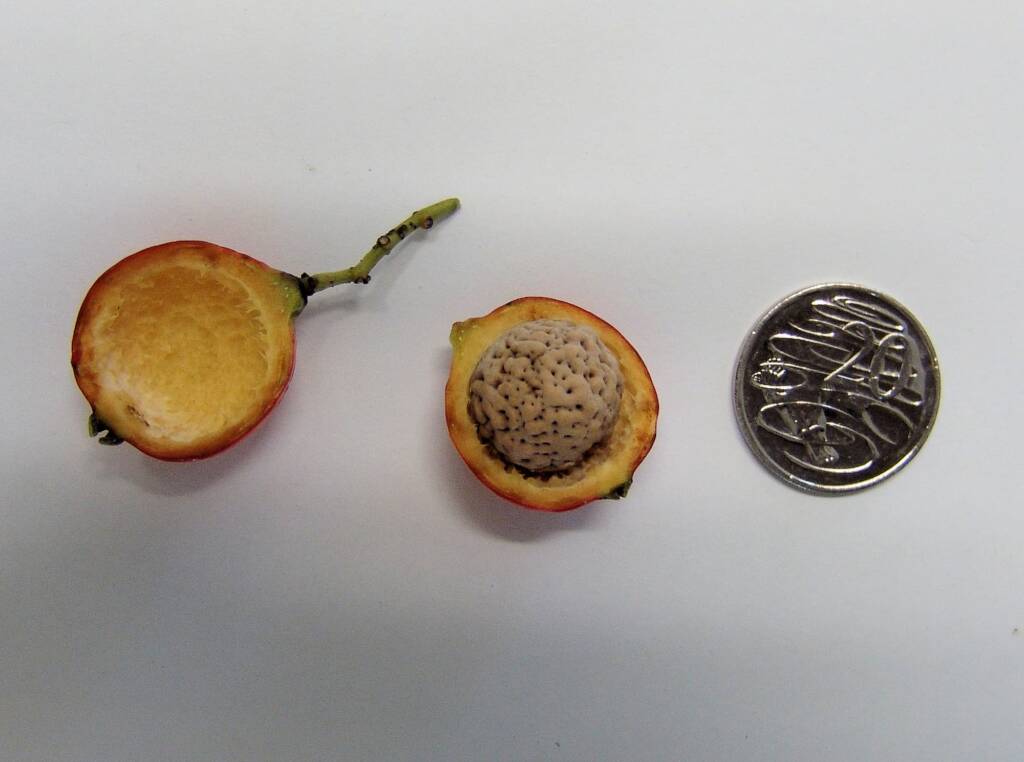 Quandong fruit and seed measured against 20 cent coin