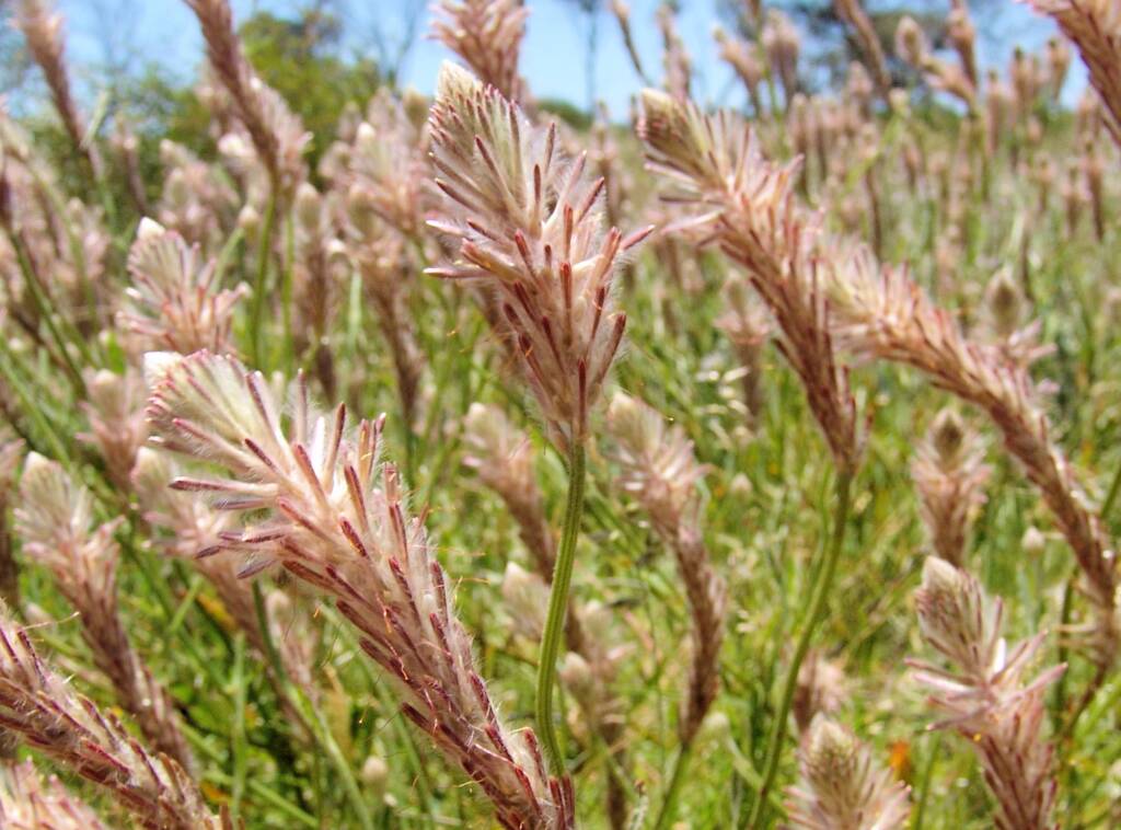 Red Pussytail (Ptilotus polystachyus), Owens Springs, NT