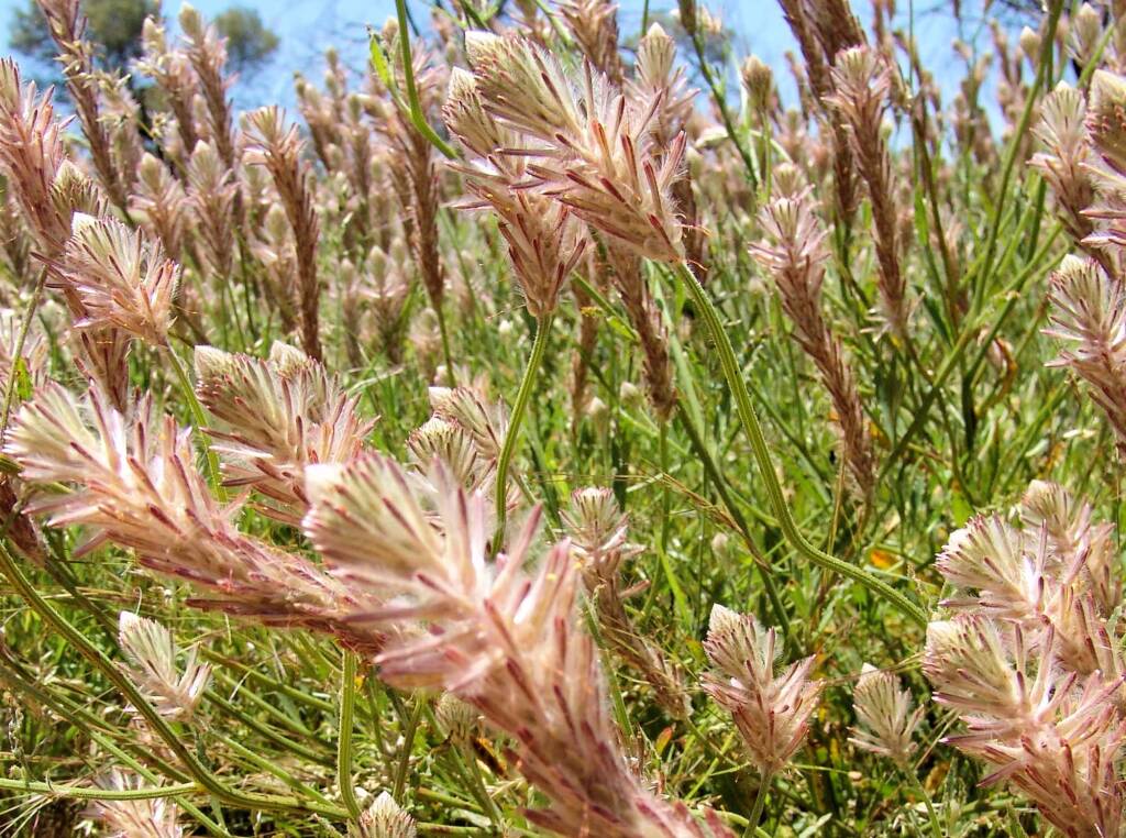 Red Pussytail (Ptilotus polystachyus), Owens Springs, NT